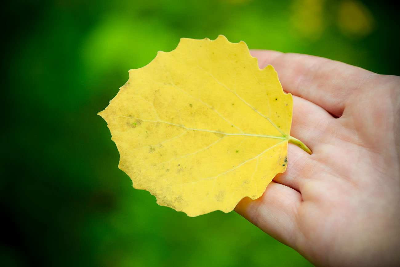 ffb0d-780ec-52426973235-31c2e1b01c-o