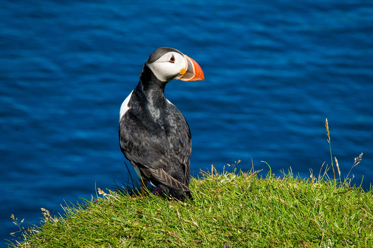 997a2-b8a17-papageientaucher