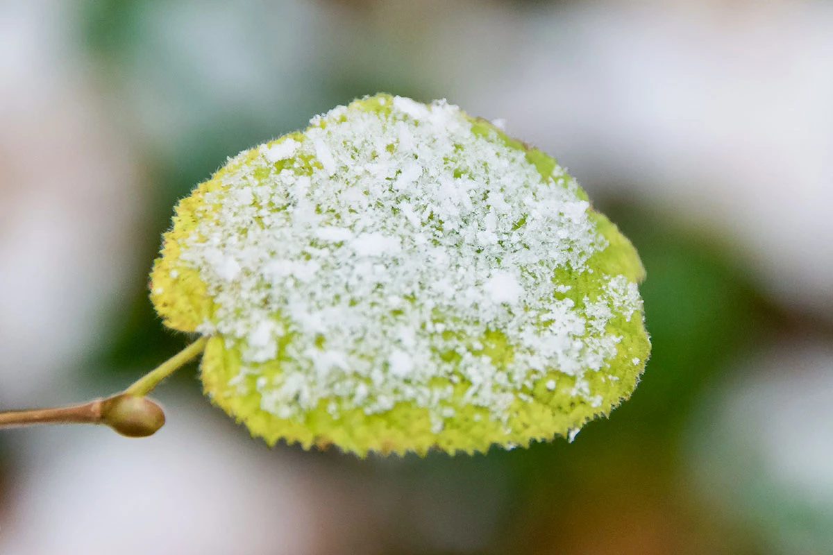 5c9dd-8ac0a-50743455181-cff3a926c7-o