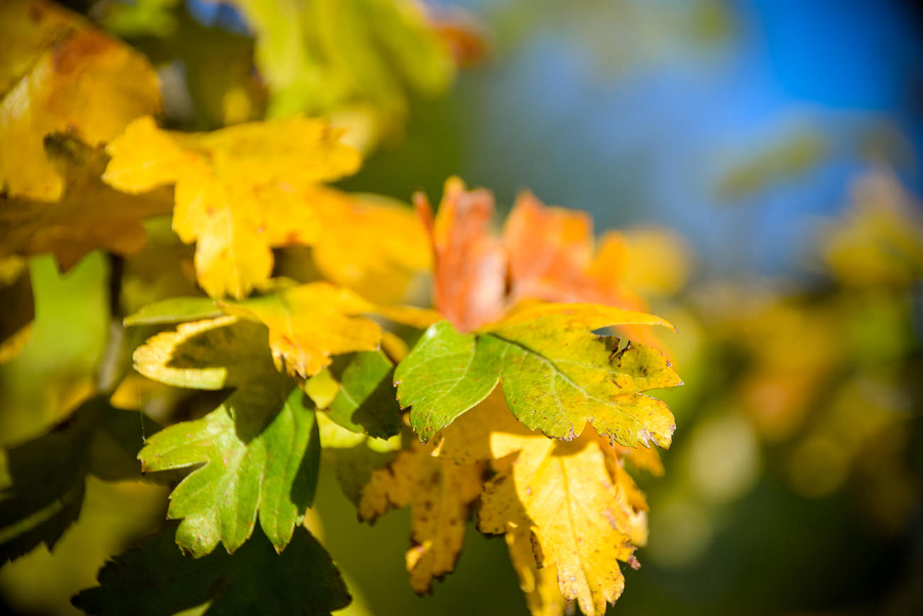 20b86-6d05a-52409261813-c826b7d7cc-o