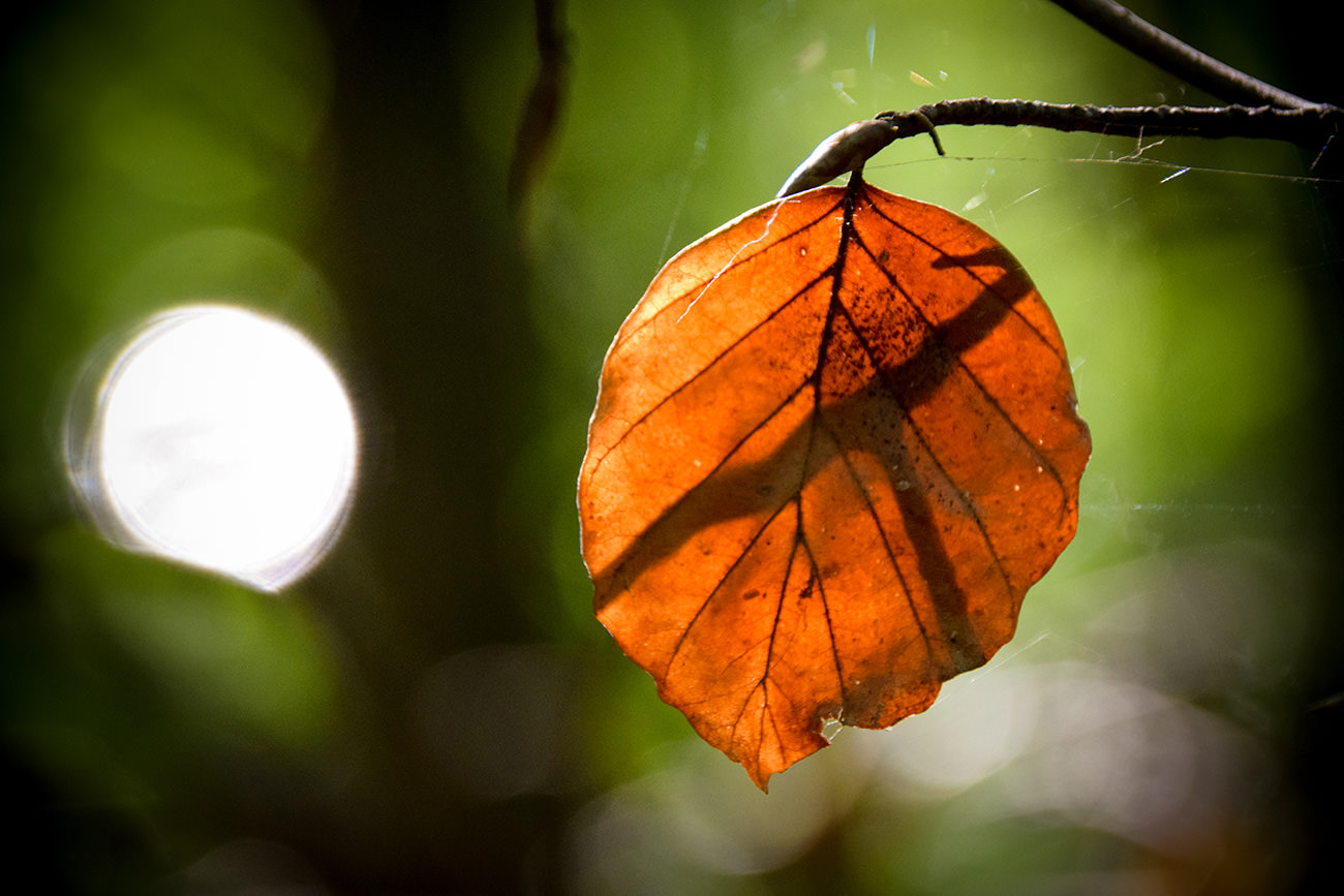 60ee8-13871-52408252037-e8ecdb99c0-o