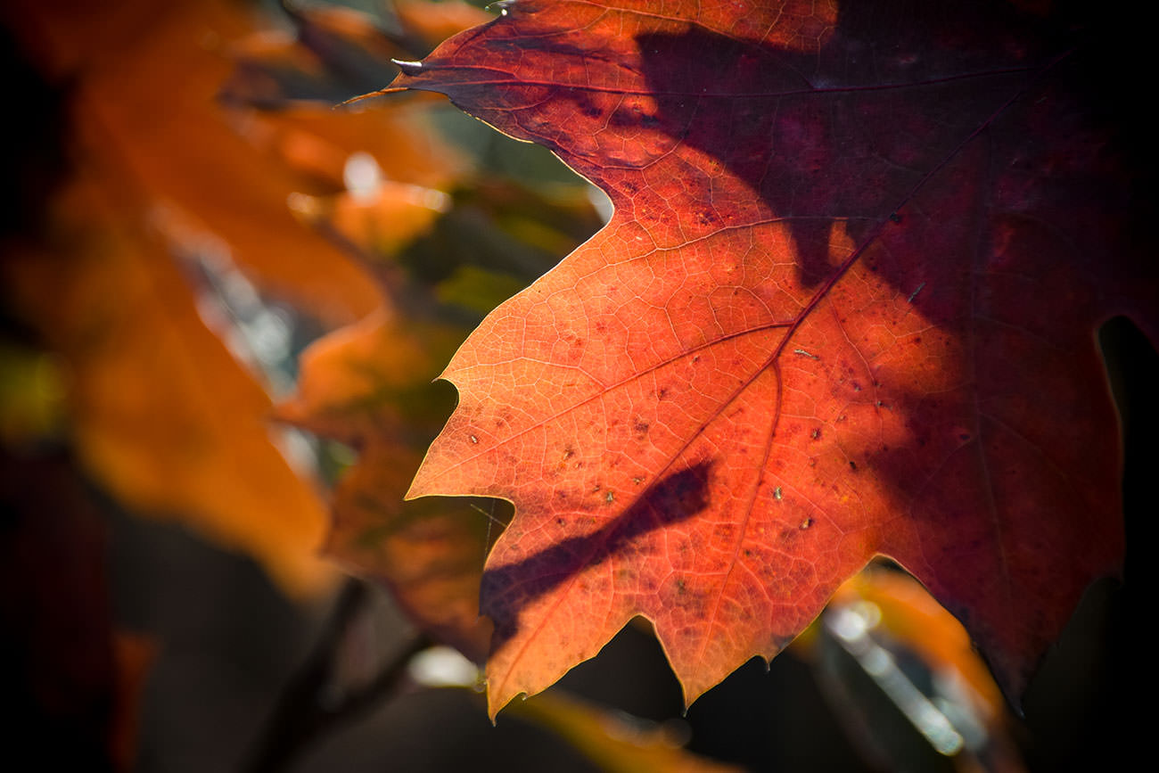 a68ab-ea3b1-52504181685-e3742c87f7-o