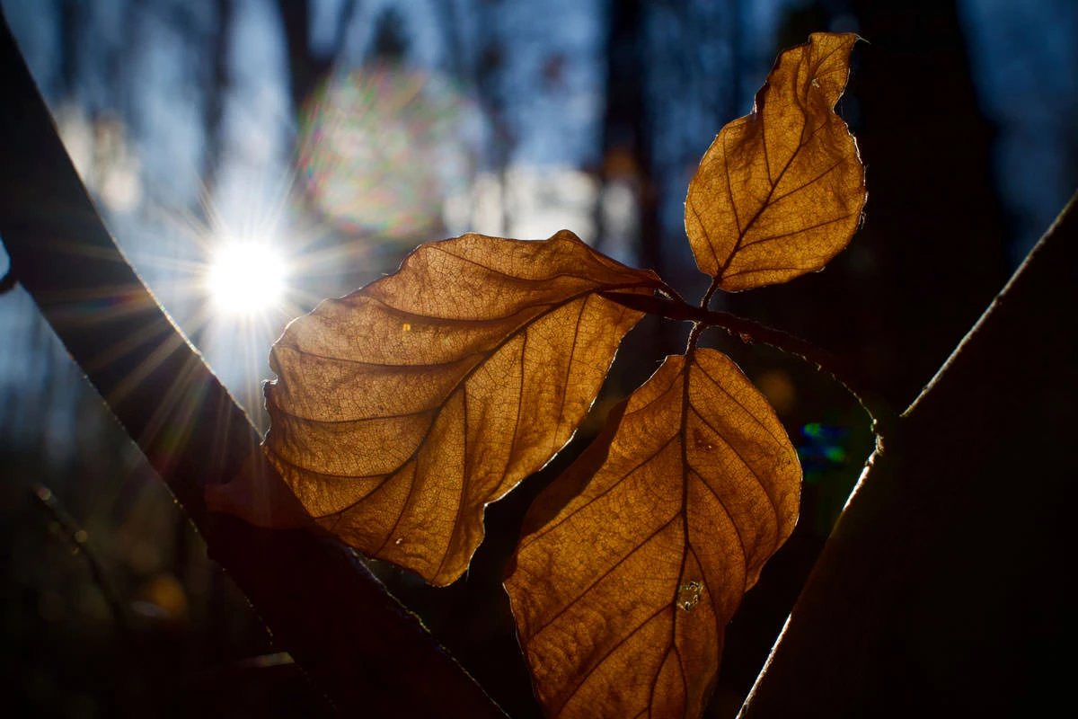 1b3f4-9baa5-49555547273-e454152a8c-o