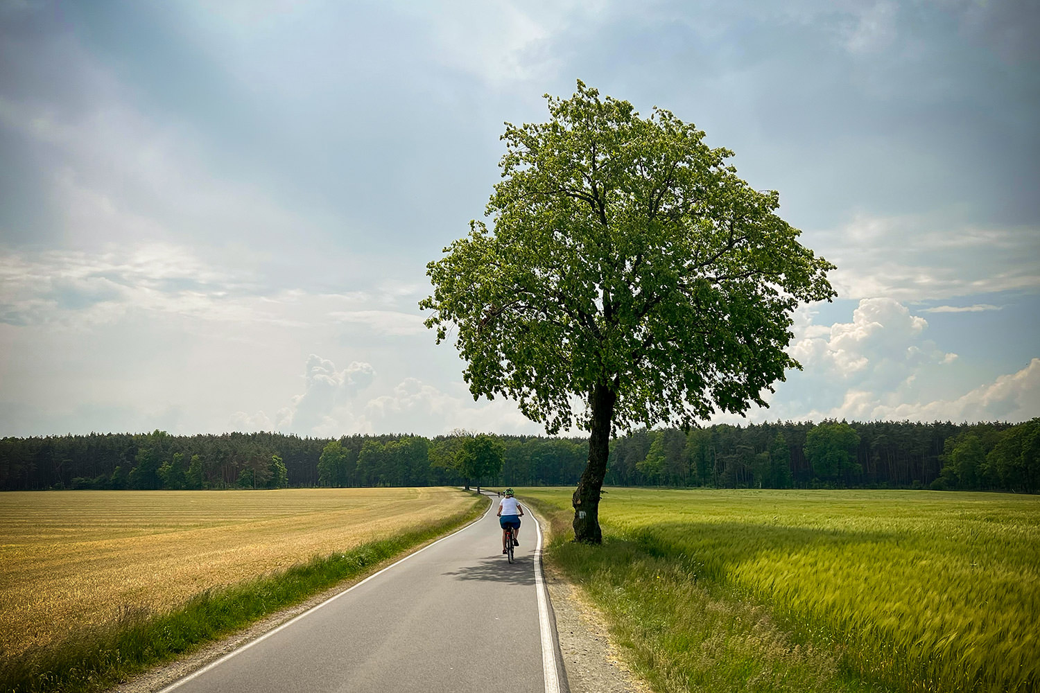 86072-c31f1-52917528820-3e8790a563-o