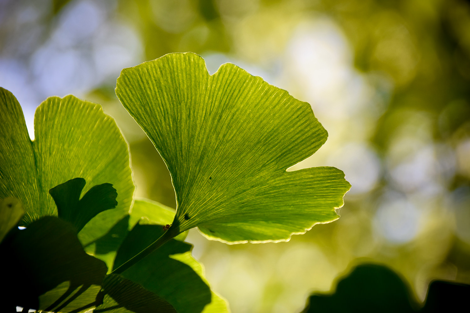 12573-6bc04-52959663099-cefacdd1e8-o