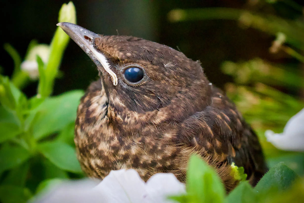 6eaff-c9830-50066930923-a8da95ebe4-o