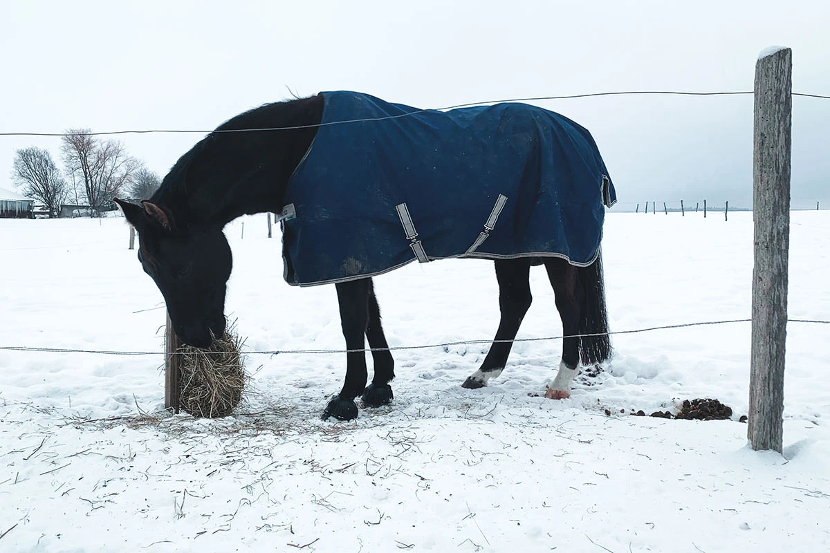 cf298-04bee-50938575742-8182d45030-o