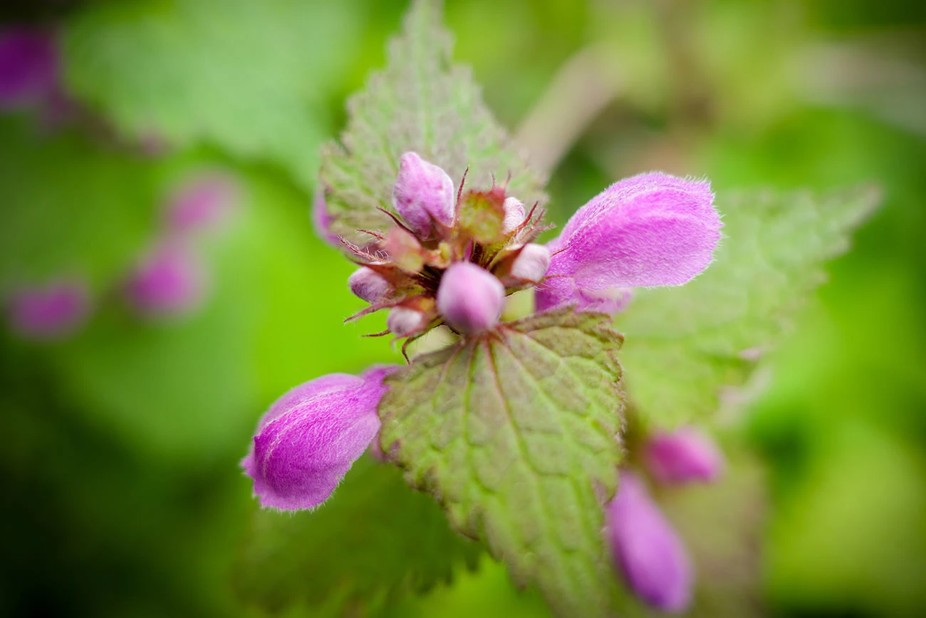 0c217-09609-51188022859-95e8af240c-o