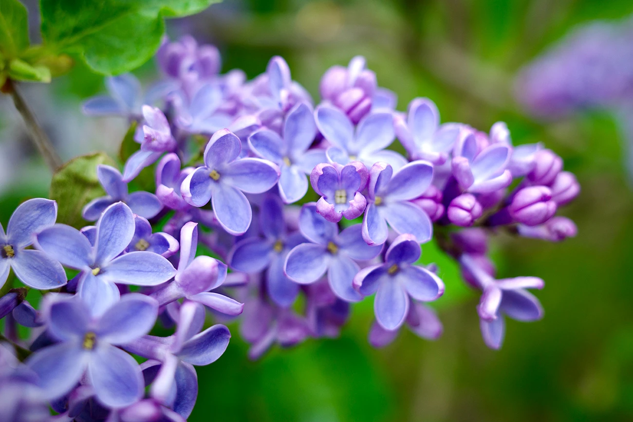 a905b-4919b-51187465633-0689611d3f-o