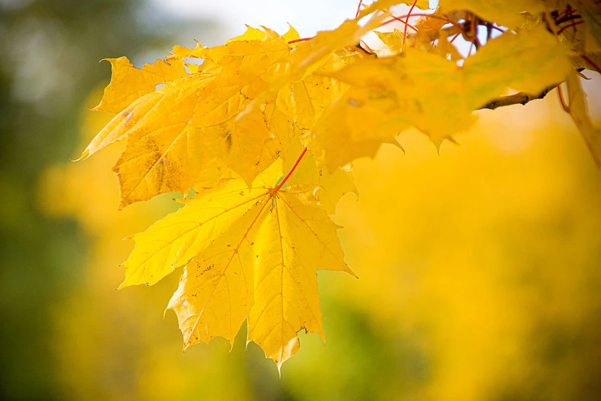 4270f-523f5-50527657312-c92a5378e8-o