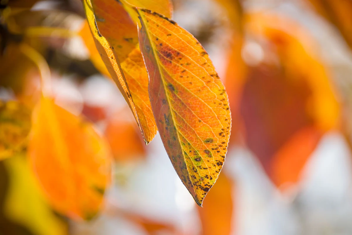 cc2c6-38ad0-50527657487-7787696021-o