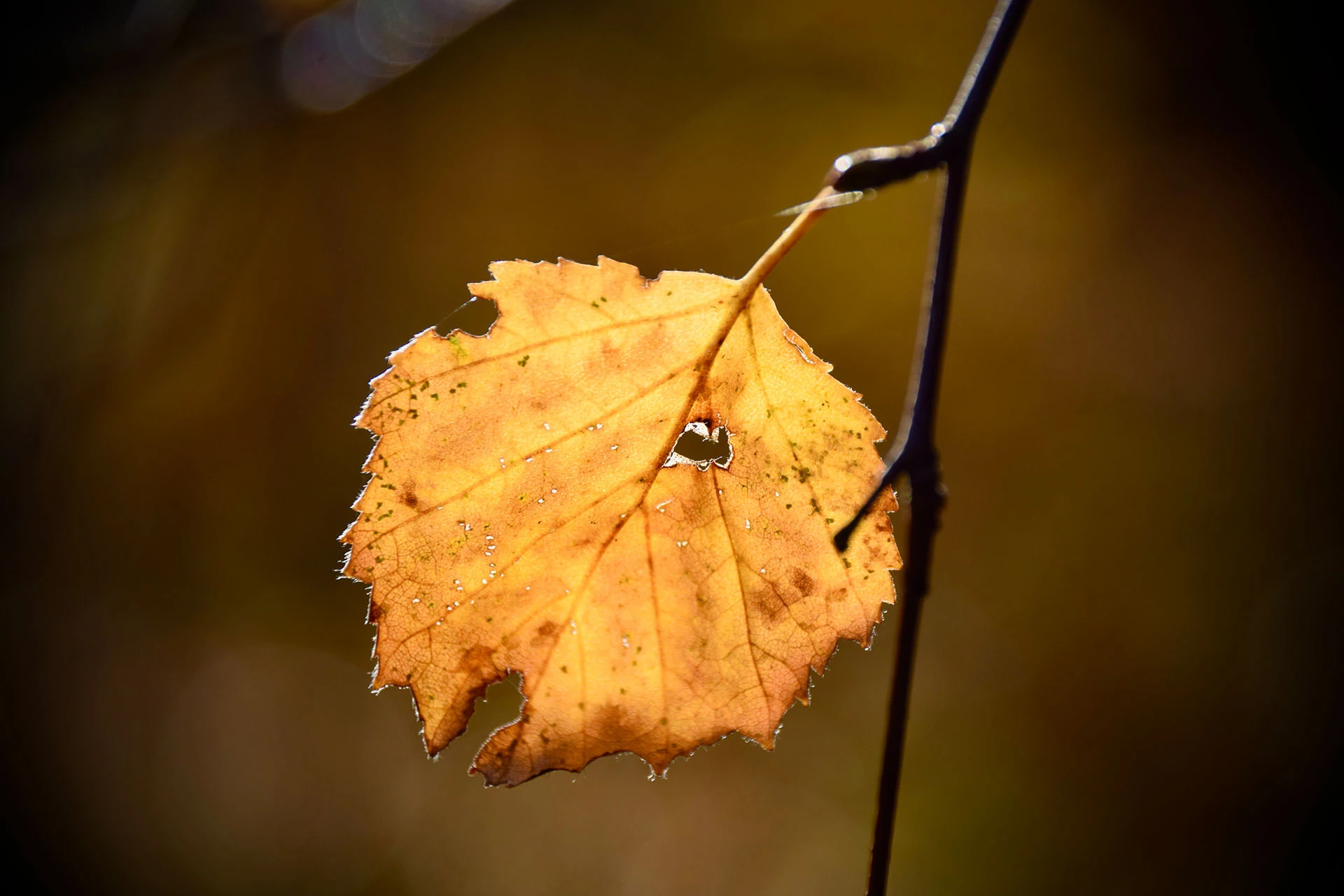 88736-dc068-51632486333-ec996672f6-o