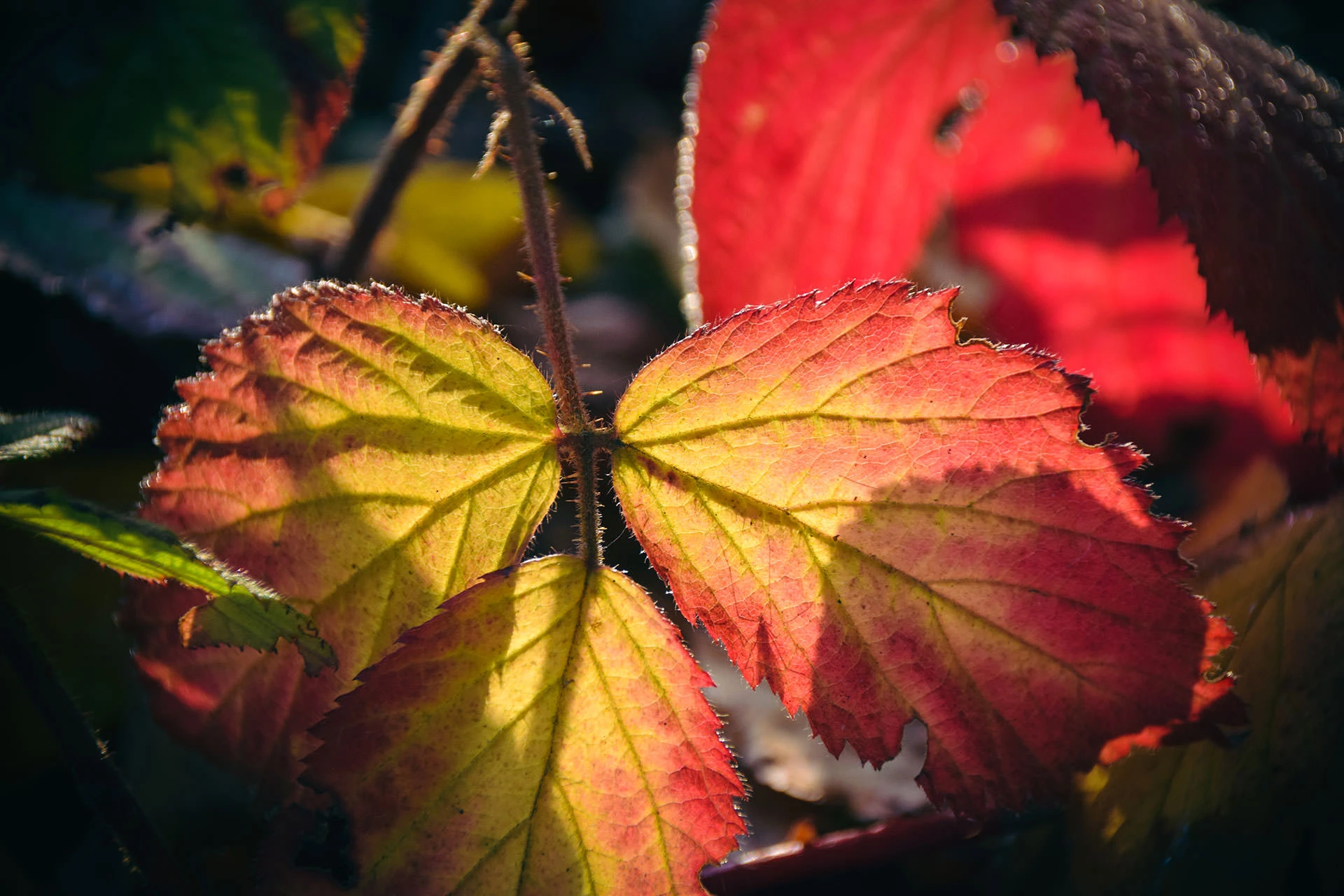 ae30d-da91f-51640012997-900a5d7786-o