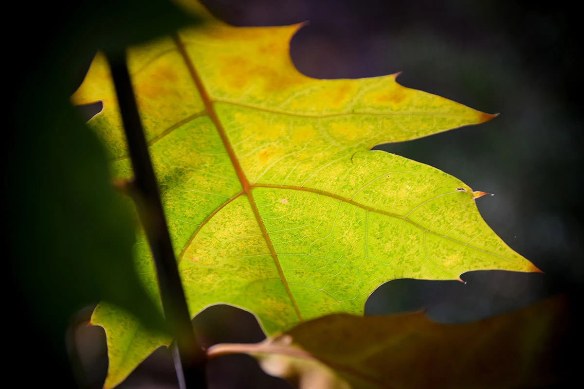 b64fa-dcdc7-51627888146-1df5d6ab93-o-1