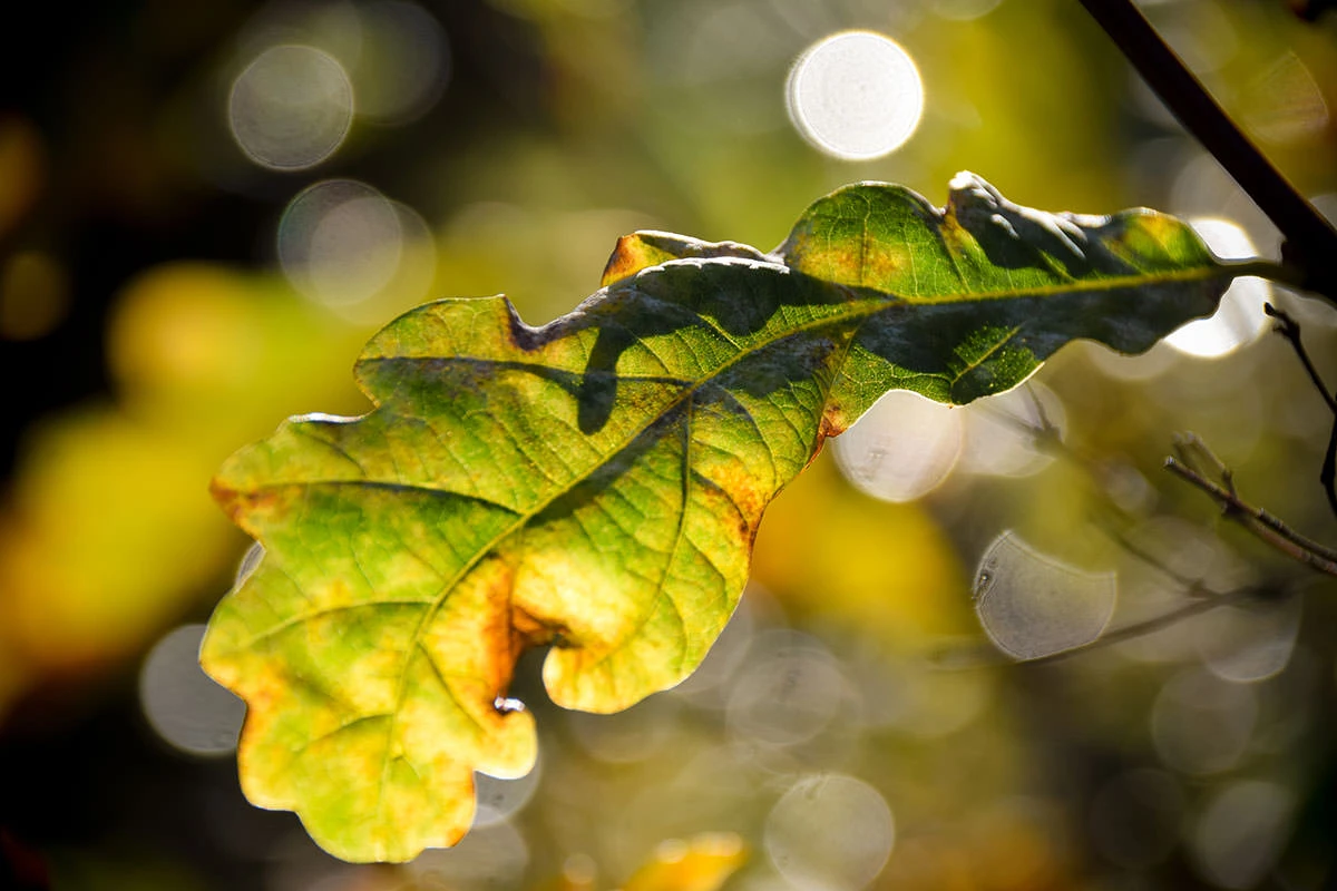 e0ee2-a9158-51628107158-a30db0ca02-o-1