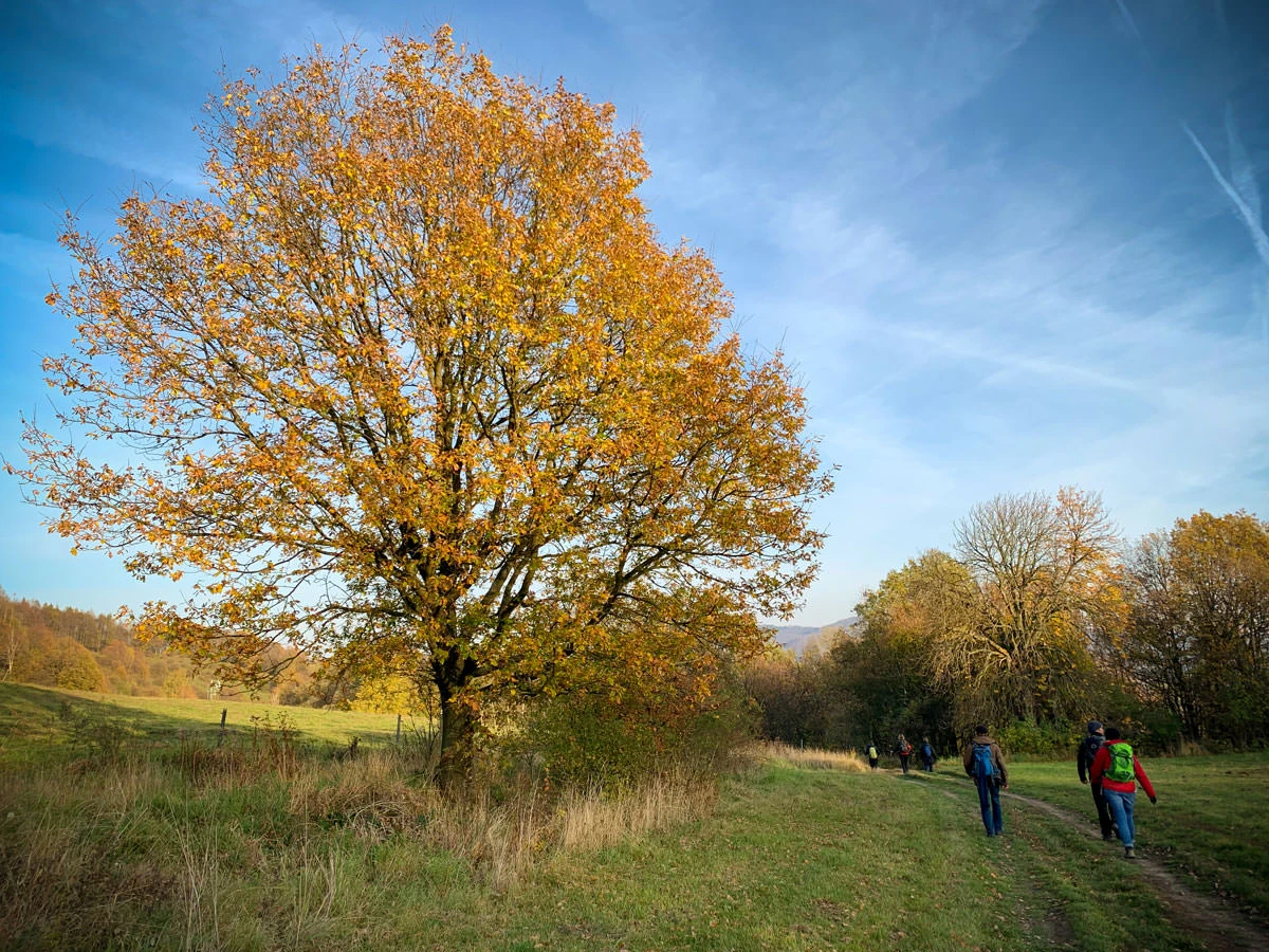 c6542-f4ef1-49013589827-9b1415e2dd-o