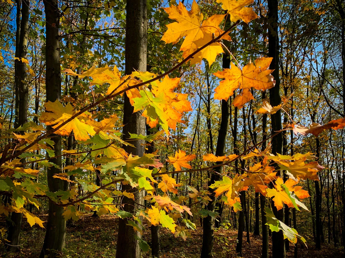 e0390-a7d11-49013590022-1f21334dfe-o