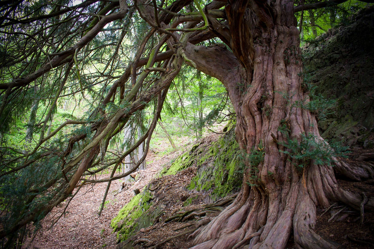 41987-cfa6a-49848426448-1544874140-o