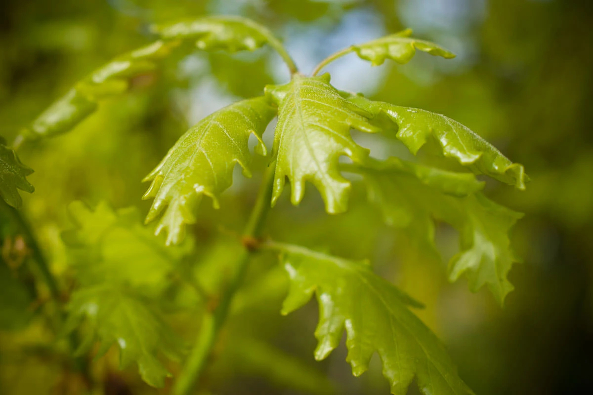 76681-0ca2a-49848426268-fdf7ddbde8-o