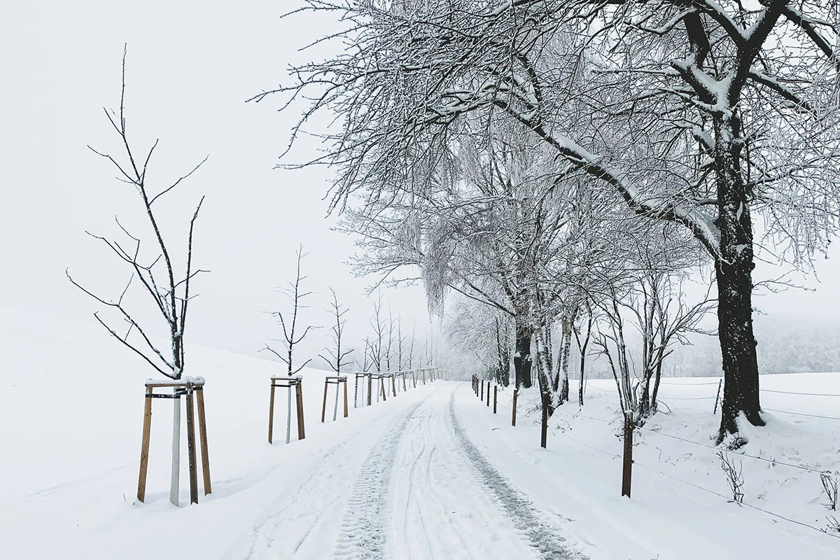 d4173-7c5ab-50823316298-939caf23ac-o