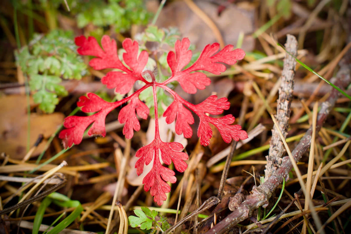 39601-42cfc-48853366392-c4d302387b-o