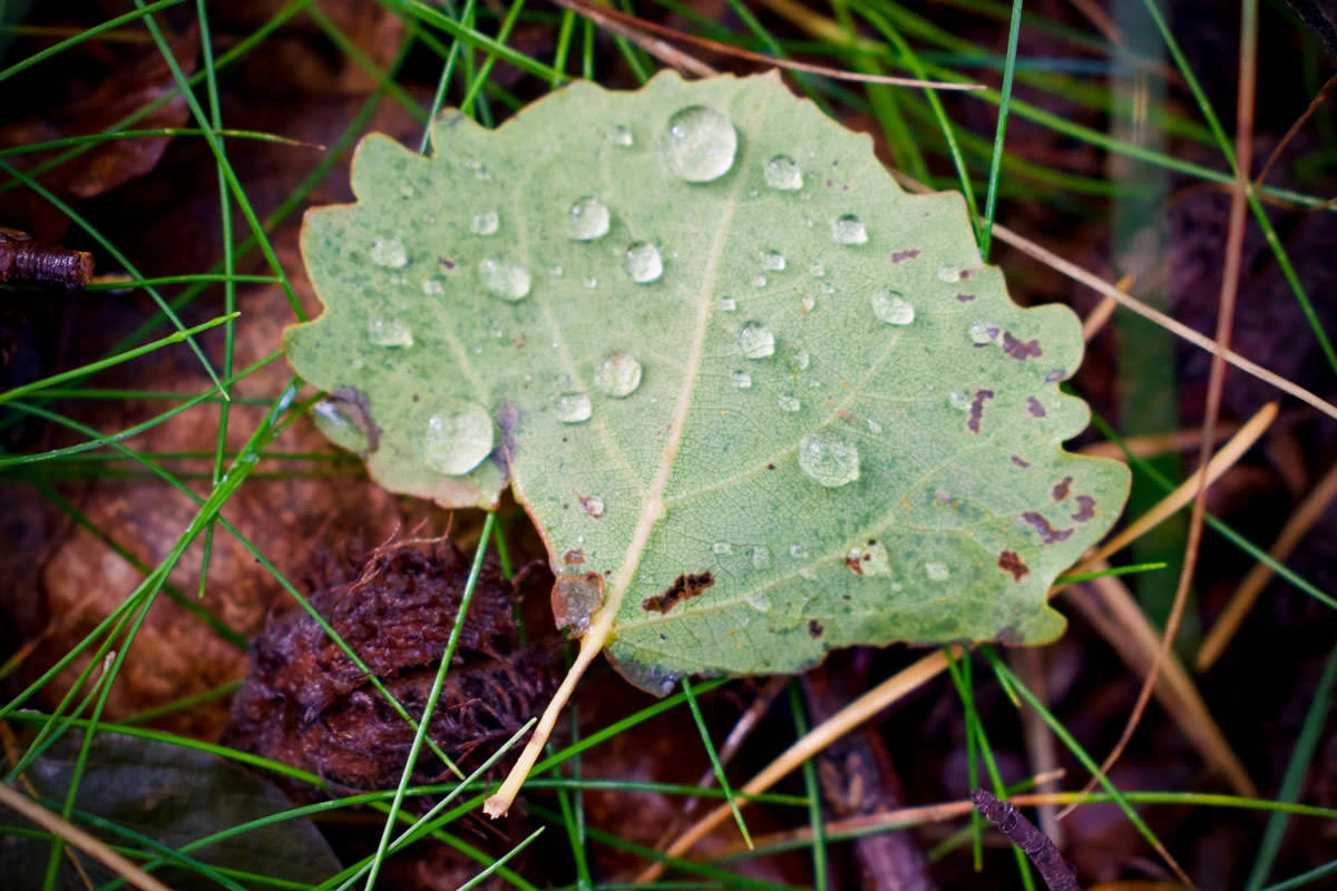 3fdd4-f36e7-48853173916-03d6d0ba34-o