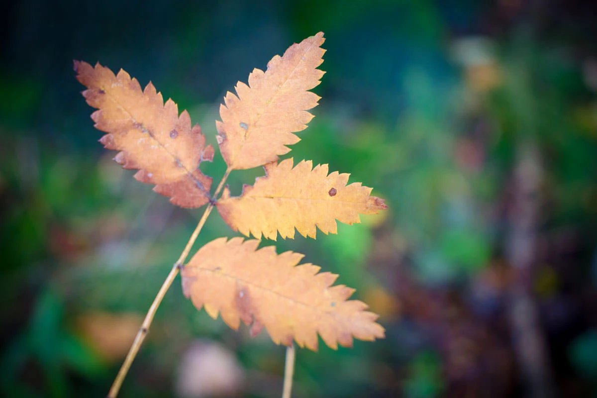 e6f50-006dc-48852814138-169e5c9592-o