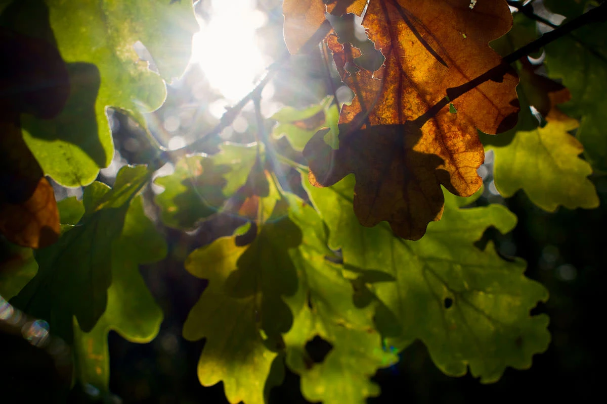 fe6f8-ed886-48853366312-bd3bc68b61-o