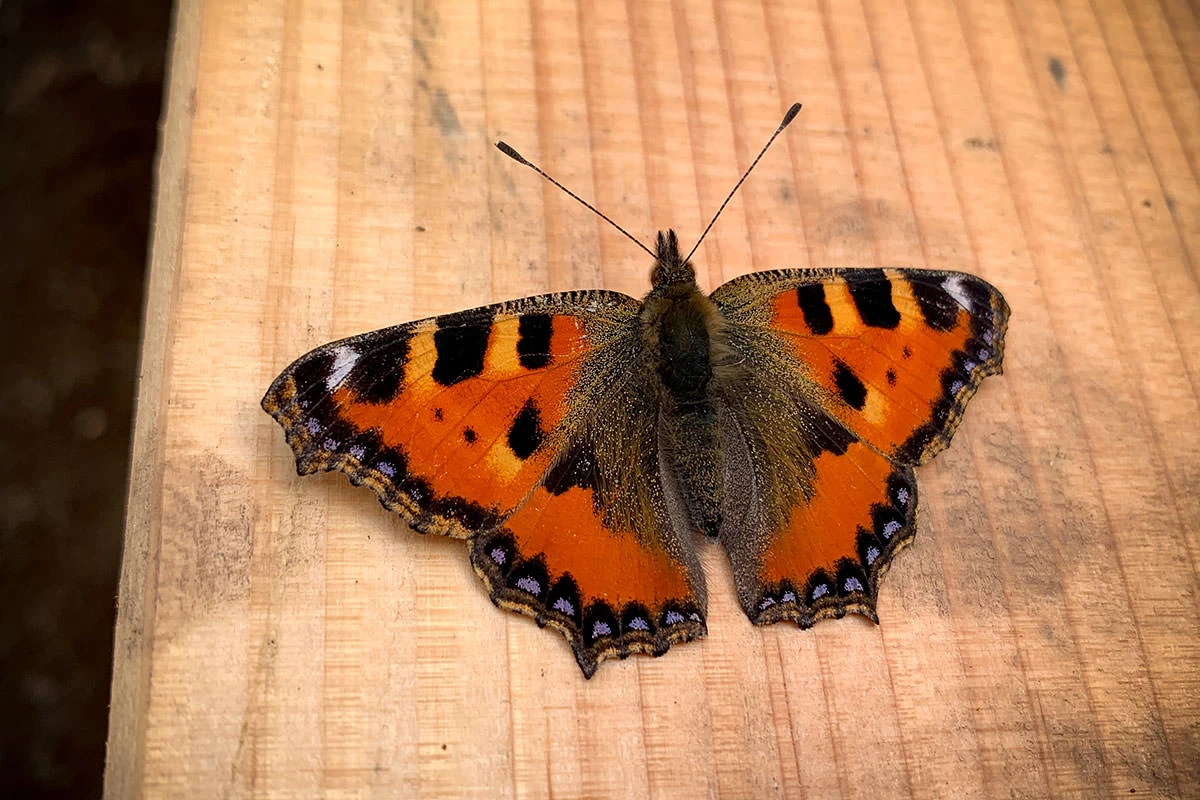 4e9b0-9fe06-51401595286-5714917fc2-o