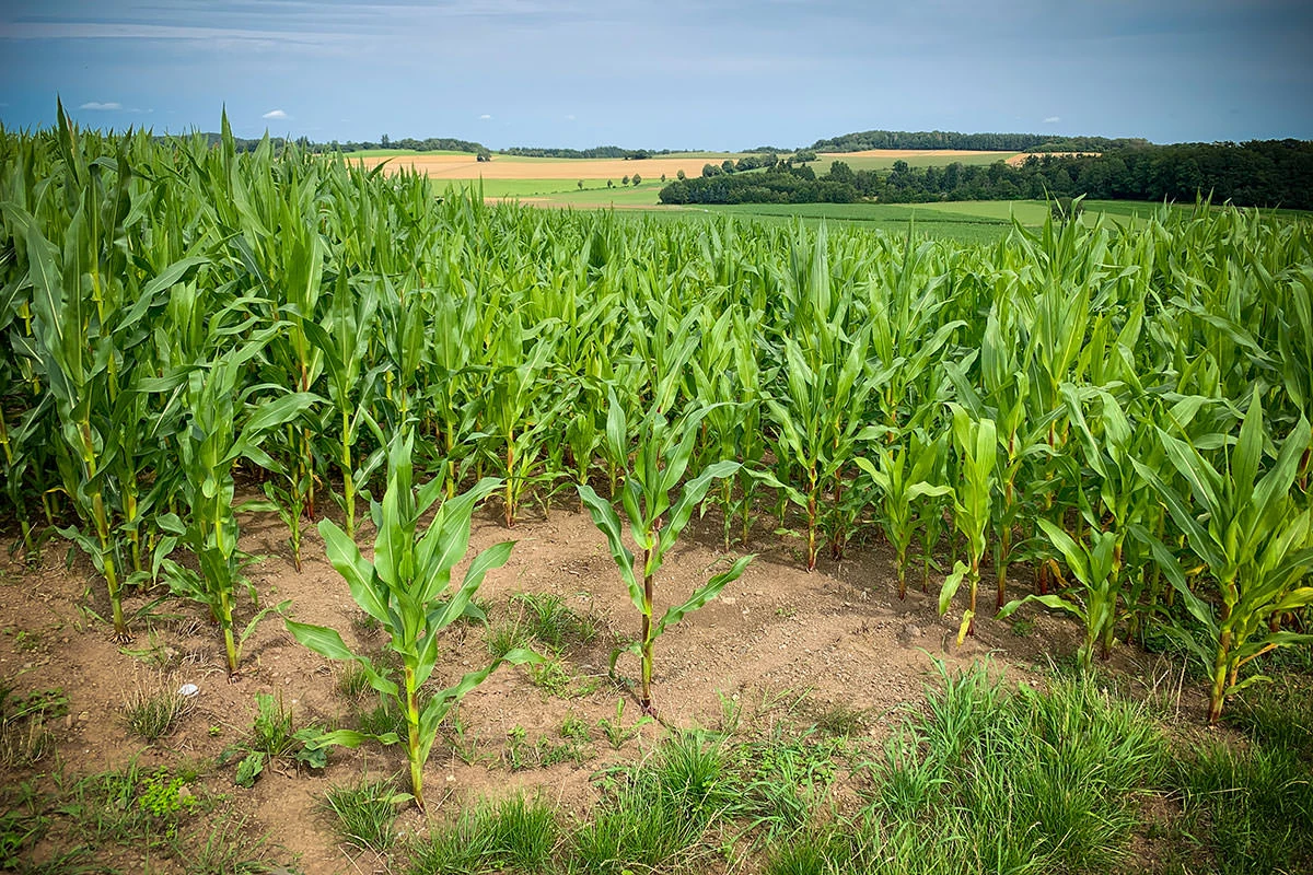 f7ec6-40aa1-51402573060-17af562977-o