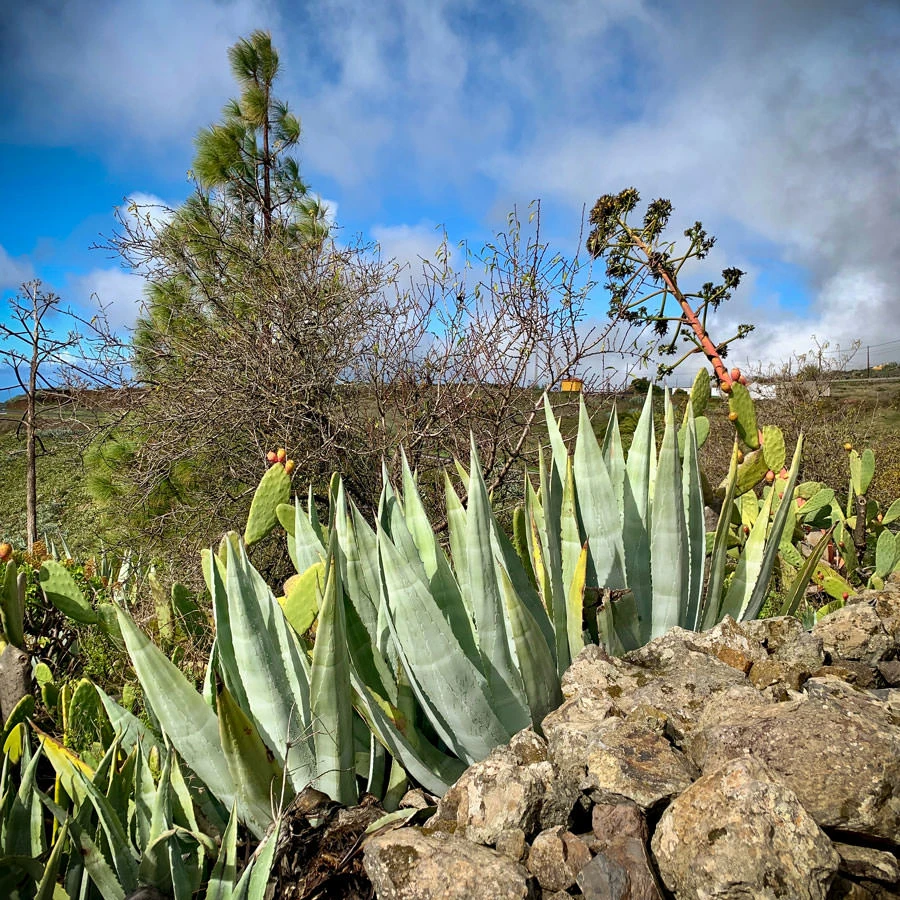 68e6a-f49ea-45433388264-5e8ff37c3d-o