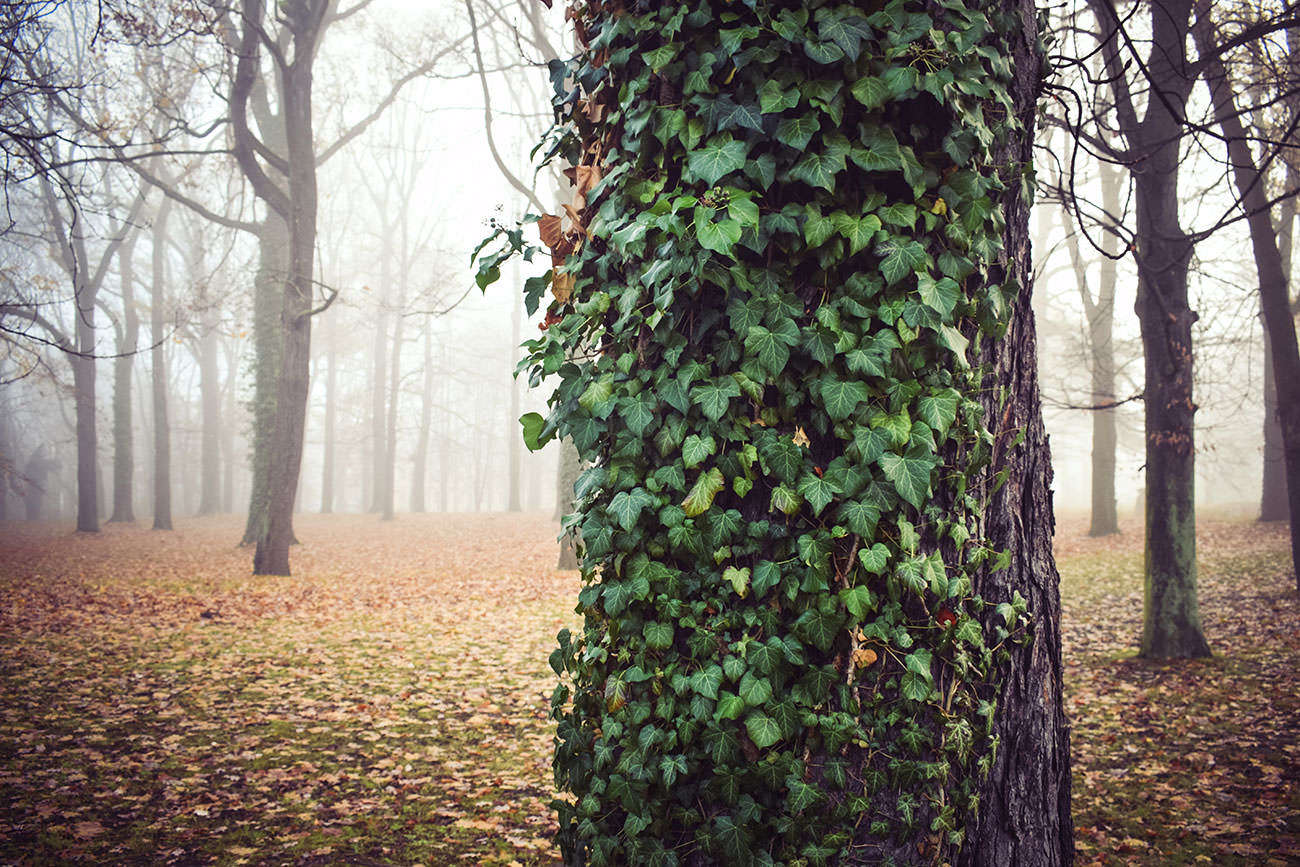 1d7fe-34136-52524608205-0f8813e25c-o