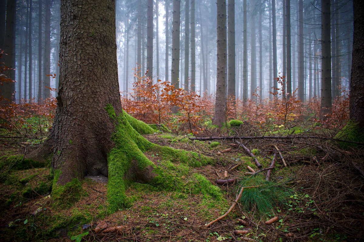 00443-5f4a1-49109478942-027482f958-o