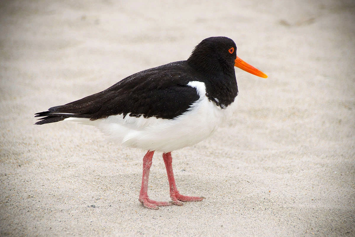 f9f4d-20b15-50094151531-82aa523c30-o