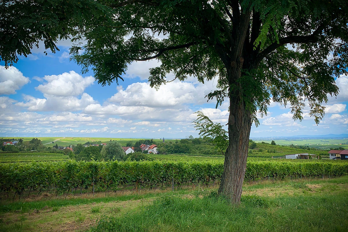 df40d-1db97-51405588743-550df54b45-o