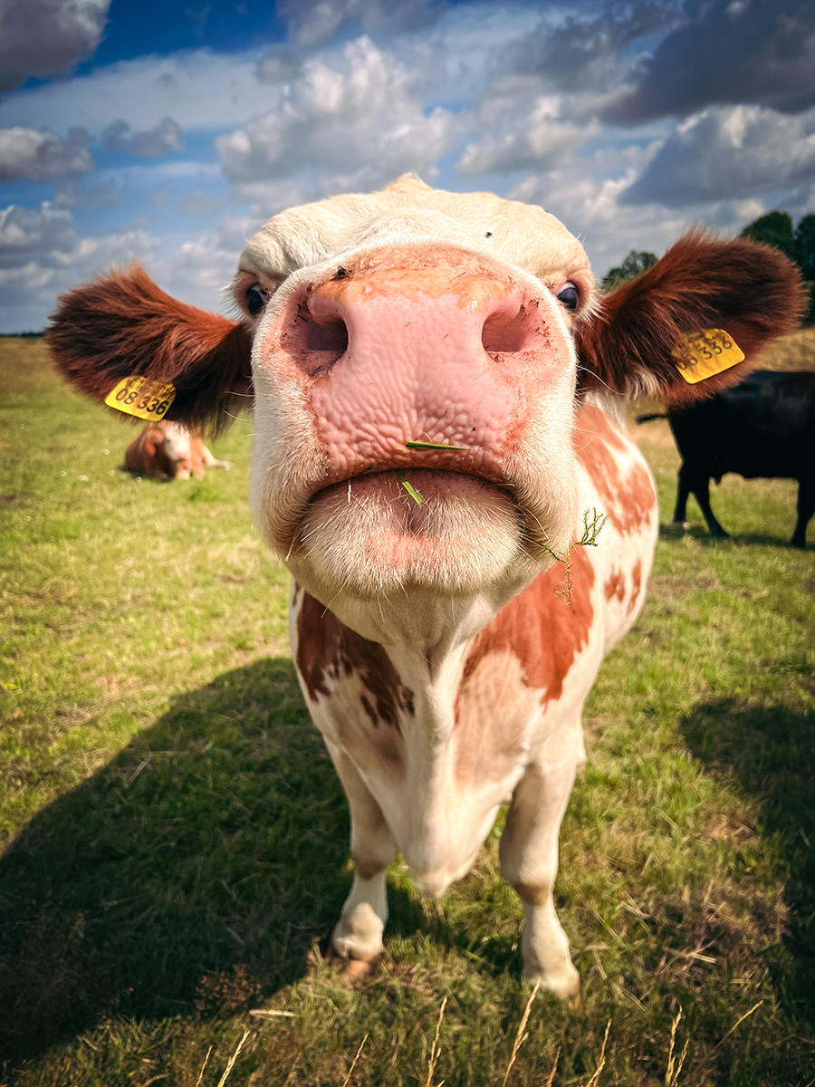 19049-dda4b-53065917960-f3cb7519a2-o