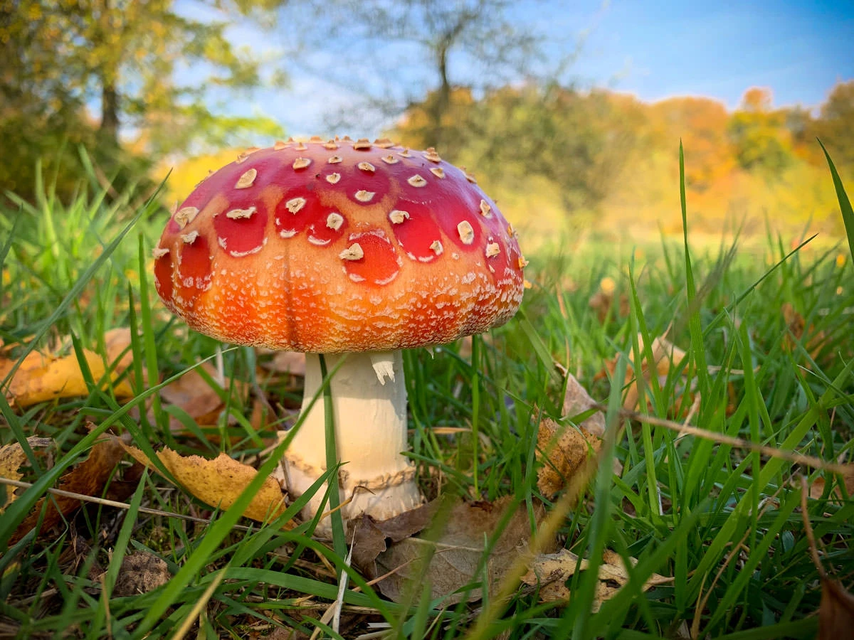 86b3d-5f7ab-48904085096-bec7db0d9f-o