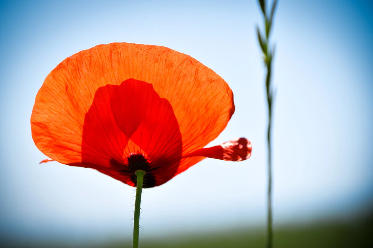 c117f-92148-51252092712-e0766c1dde-o