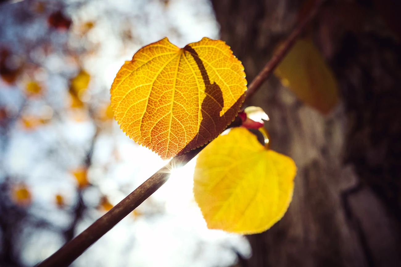 5b022-b0bf2-51986304060-8990f2a329-o