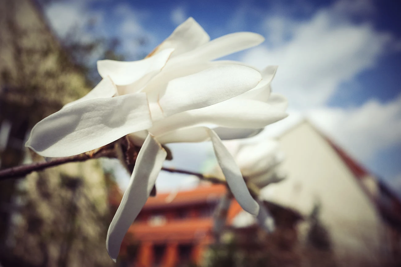 9c215-7ee0d-51986304150-9b60edeb79-o