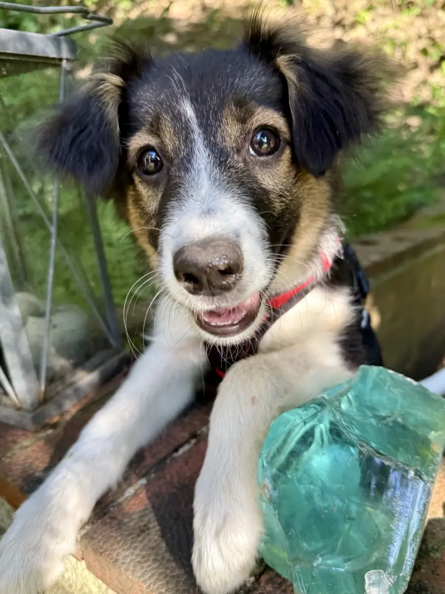 ayla