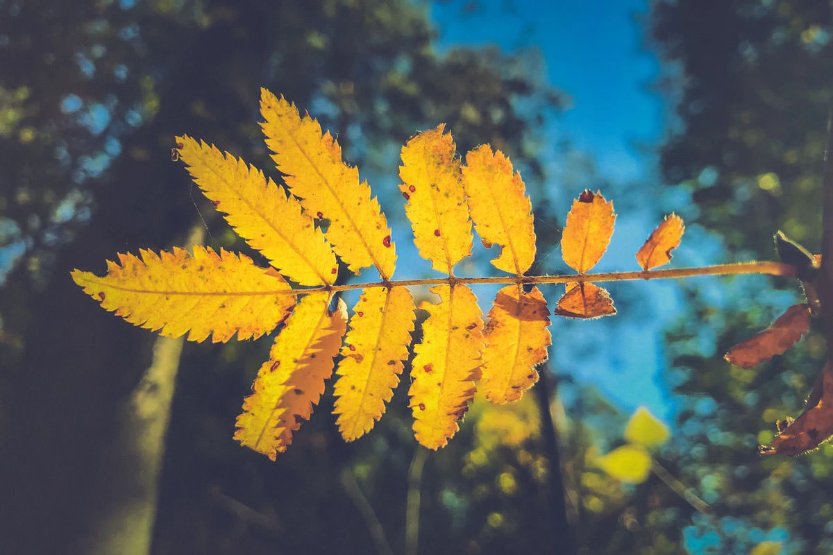 06299-be0c9-43499532120-2c4d623c57-o-1