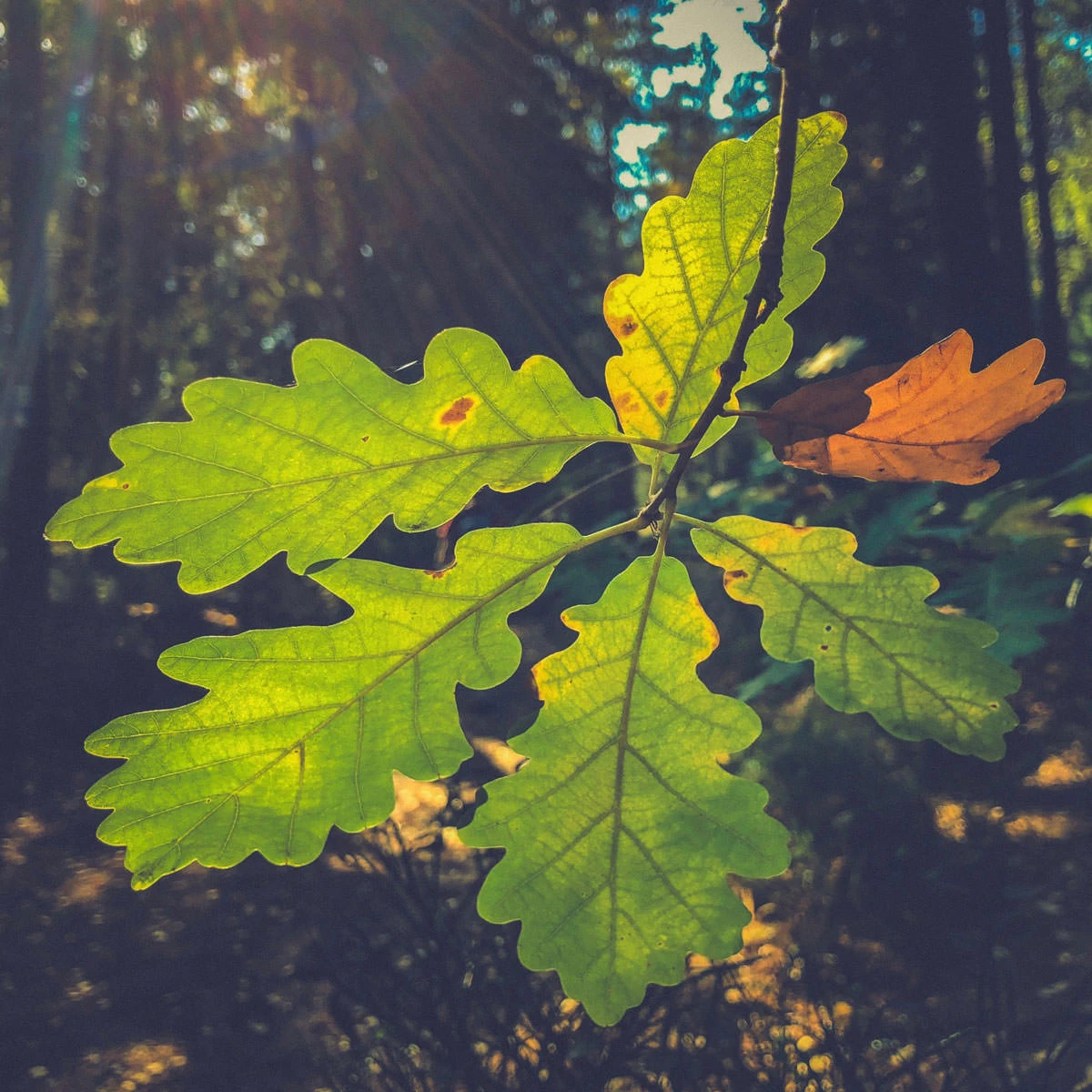 1656c-f4123-44426636285-5da485d94e-o