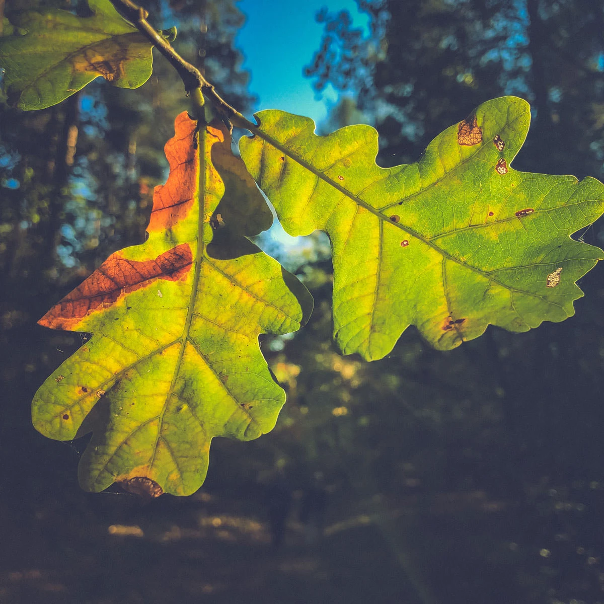 1cb22-583b7-30375458977-fa6ab4d3e9-o