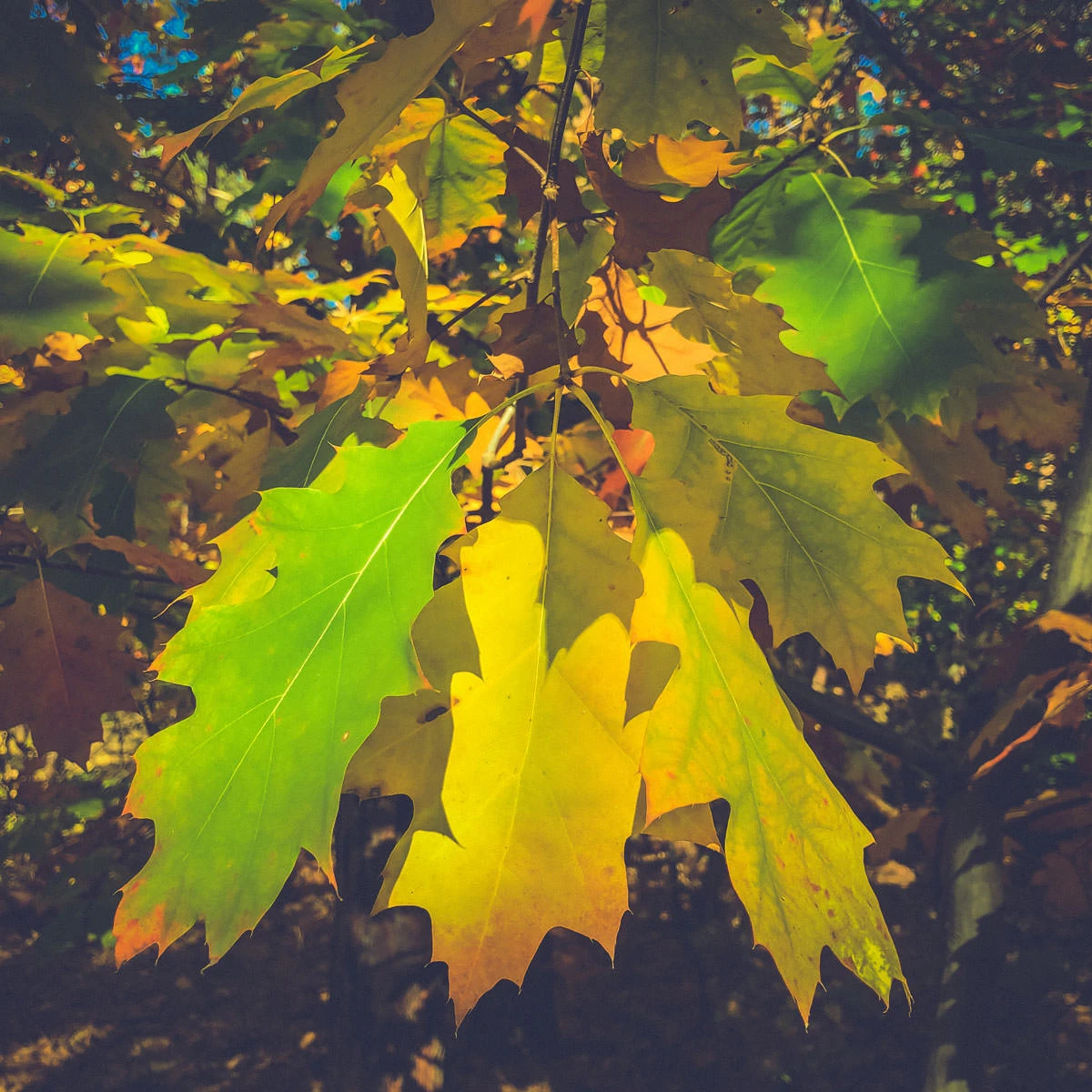 237ed-cc7c2-30375458587-7b68b64bd2-o