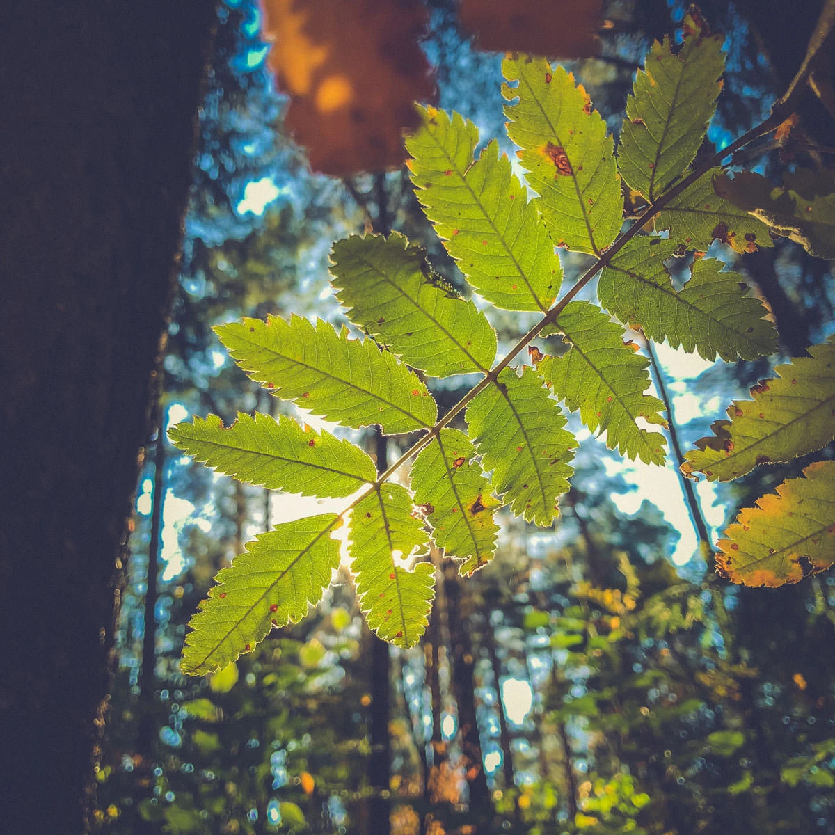 45ecf-774ca-43499531510-038ab74679-o