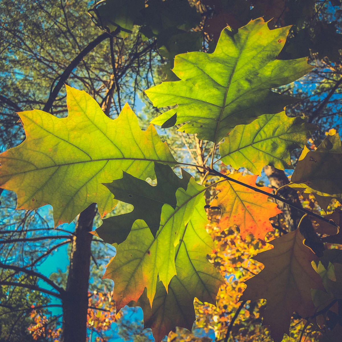 56b80-1c7ab-45266082992-f11dbd1970-o