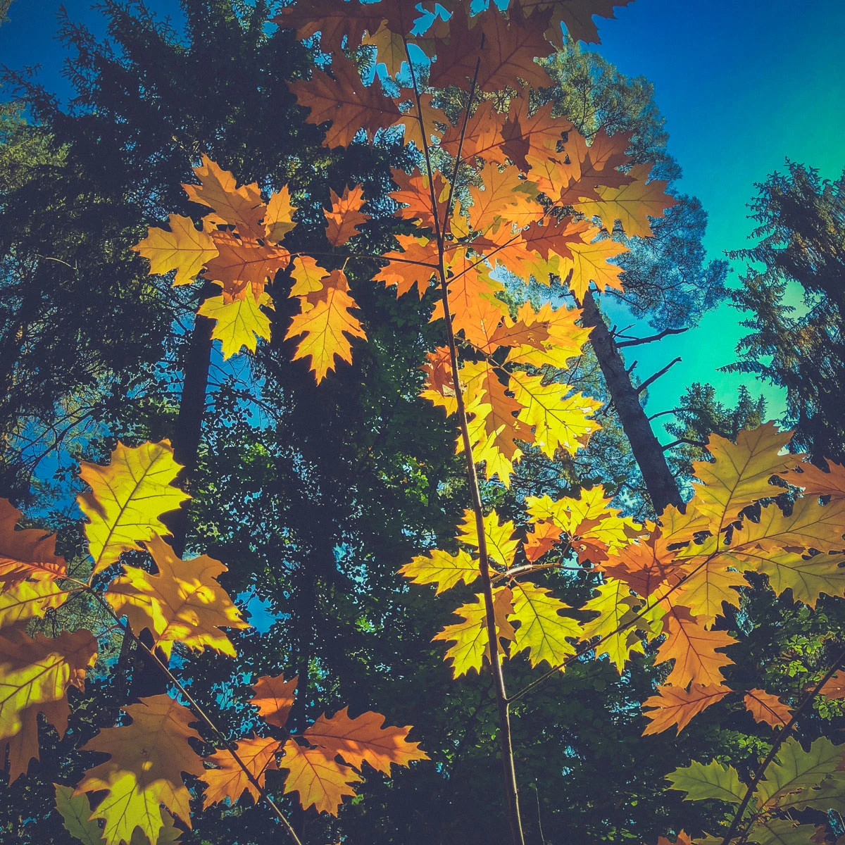 57142-053d1-45266083692-62f72c00ee-o