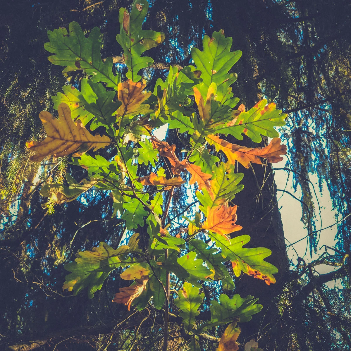 7a046-23113-30375459507-271a7298a8-o