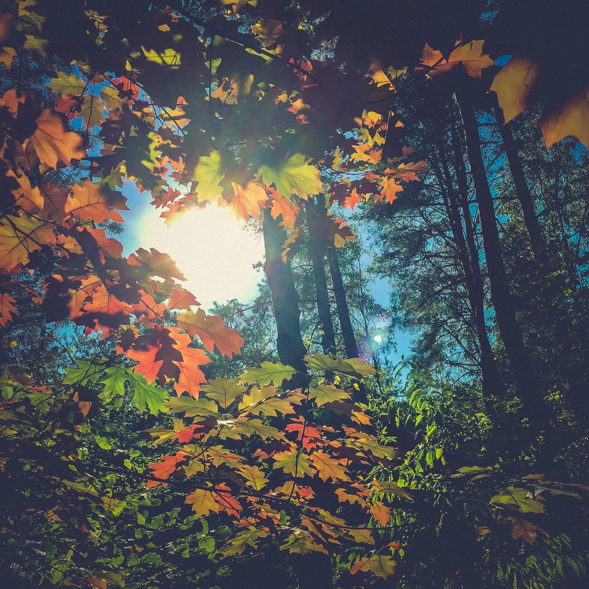 91374-7b114-45266084532-884438756a-o